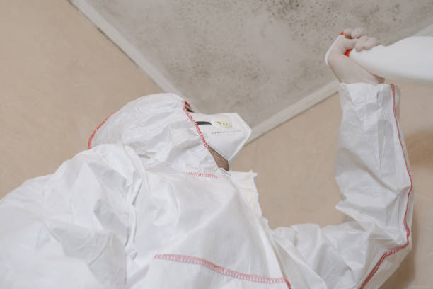 Best Local Mold Removal Service  in Valley, NE