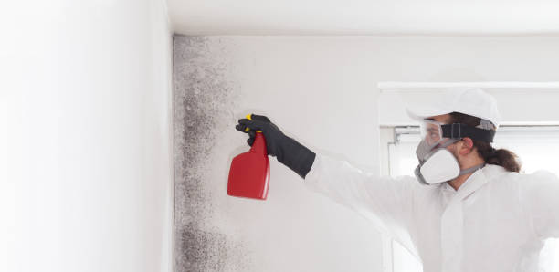 Best Mold Remediation Experts  in Valley, NE