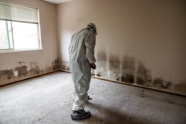 Best Mold Removal Company Near Me  in Valley, NE