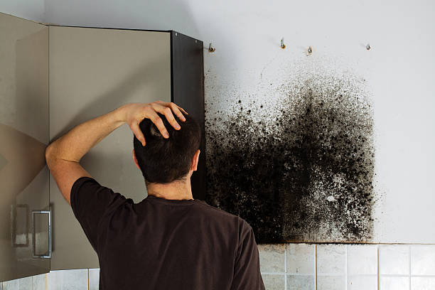 Best Black Mold Removal  in Valley, NE