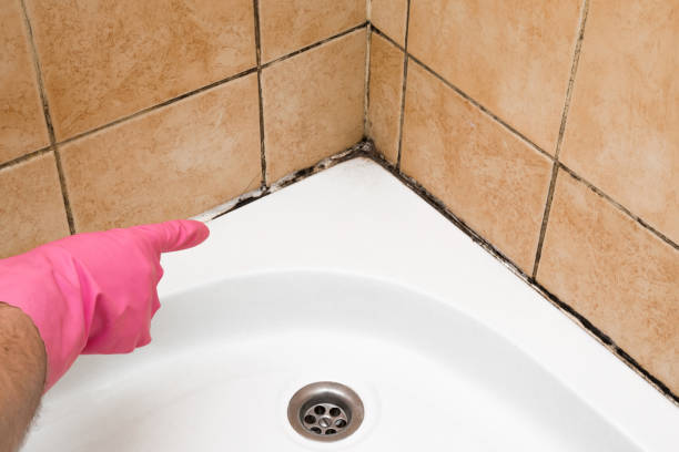 Best Mold Testing  in Valley, NE