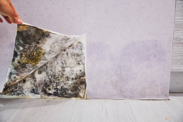 Best Professional Mold Removal  in Valley, NE